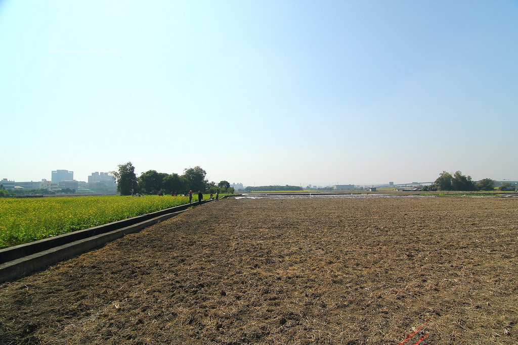 臺中地景藝術節 迷失小熊 (34)