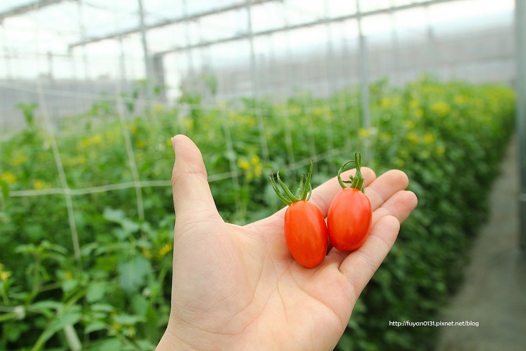 番茄 (32)