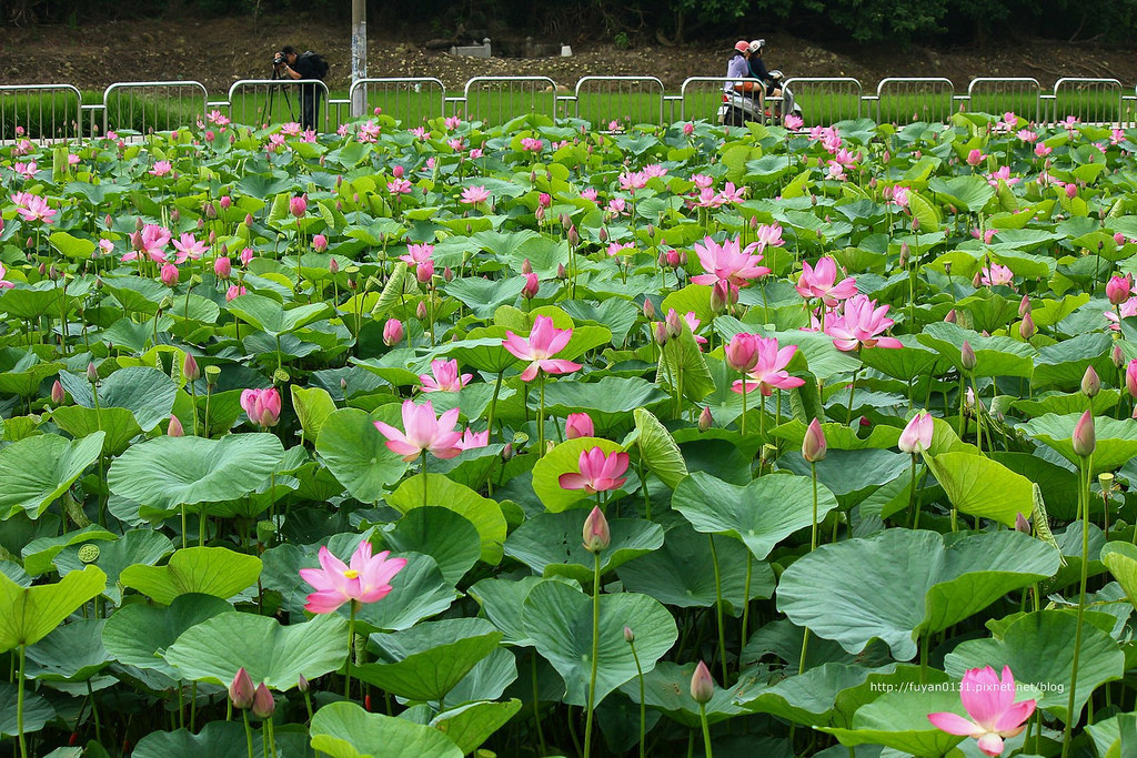 20140524-IMG_0896 (複製) (複製)