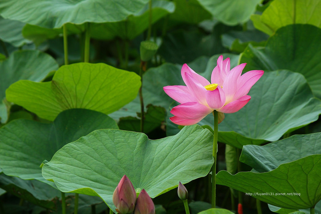 20140524-IMG_0901 (複製) (複製)