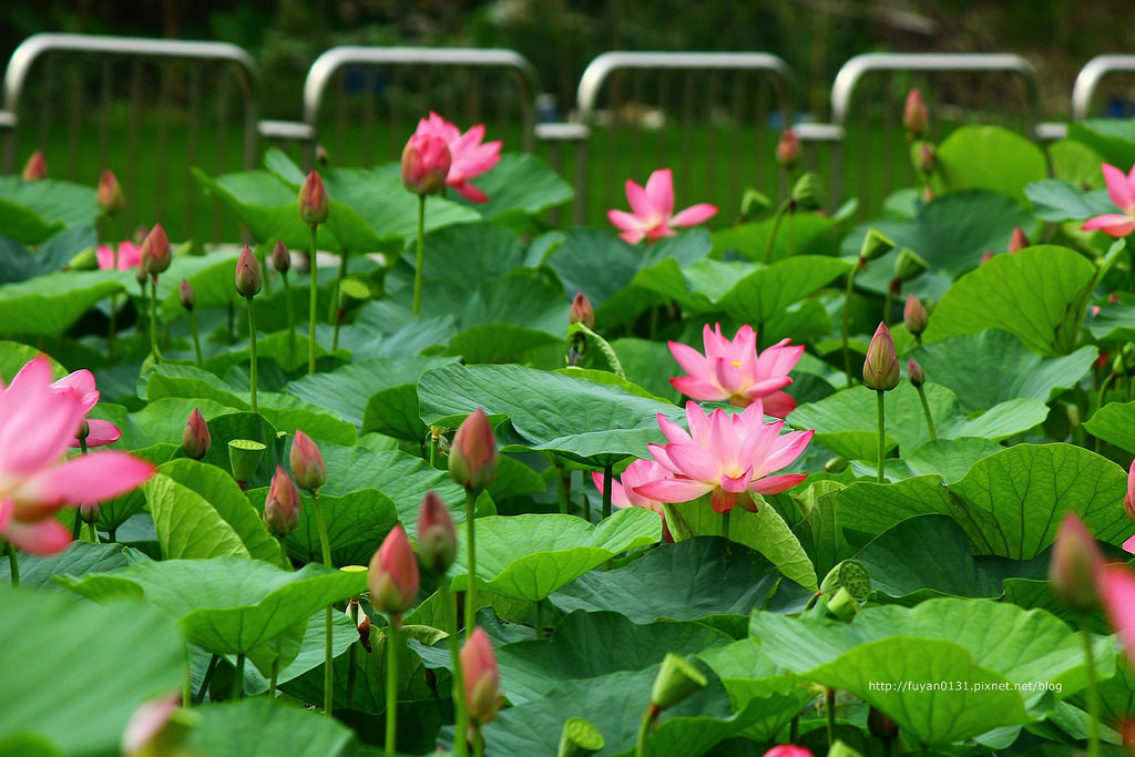 20140524-IMG_0944 (複製) (複製)