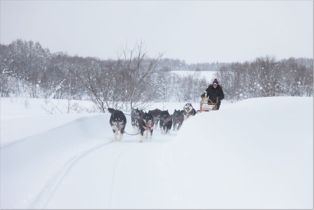 旭川犬ぞり　 (5).JPG