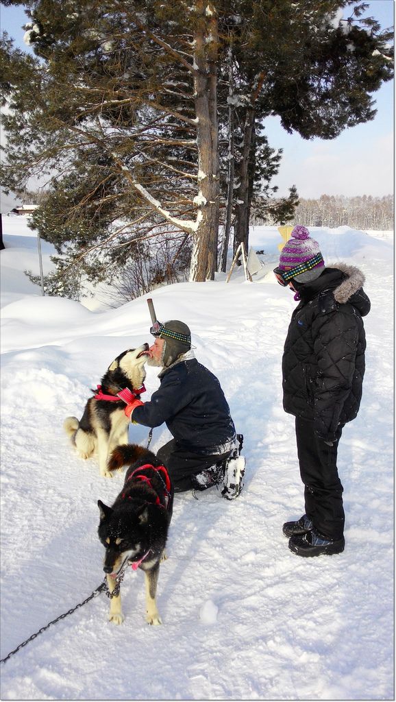 2016 旭川犬ぞり (3).jpg