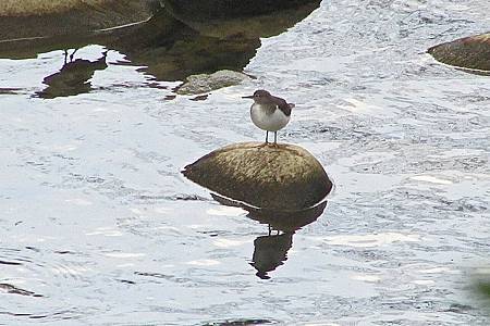 坪林北勢溪0600IMG_6373.JPG