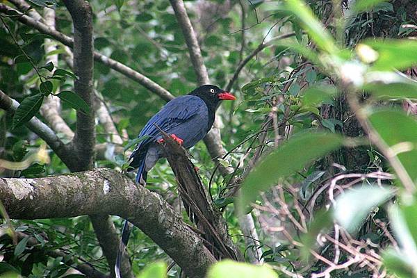 坪林北勢溪0702IMG_6389.JPG