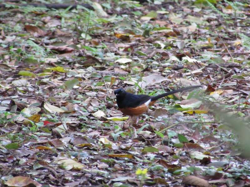 植物園300IMG_2323.JPG