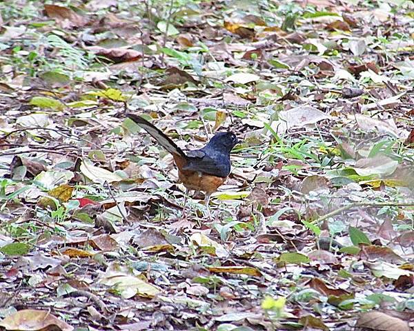 植物園301IMG_2321.JPG