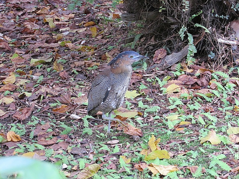 植物園401IMG_2365.JPG