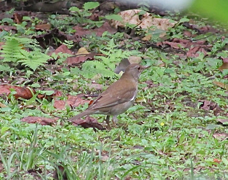 植物園402IMG_2360.JPG