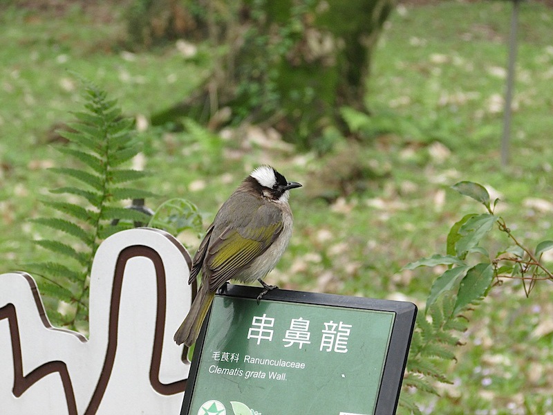 植物園500IMG_2424.JPG