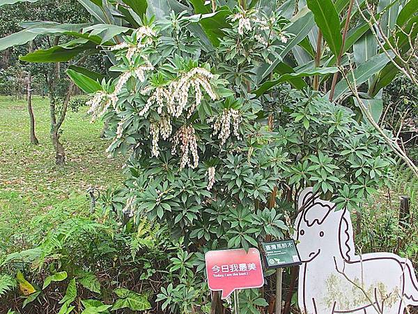 植物園600IMG_2430.JPG