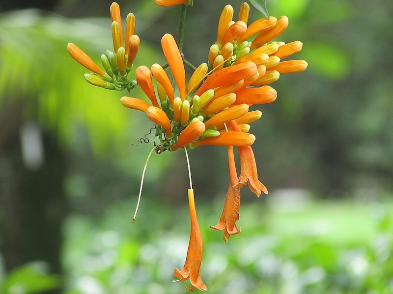 植物園700IMG_2489.JPG