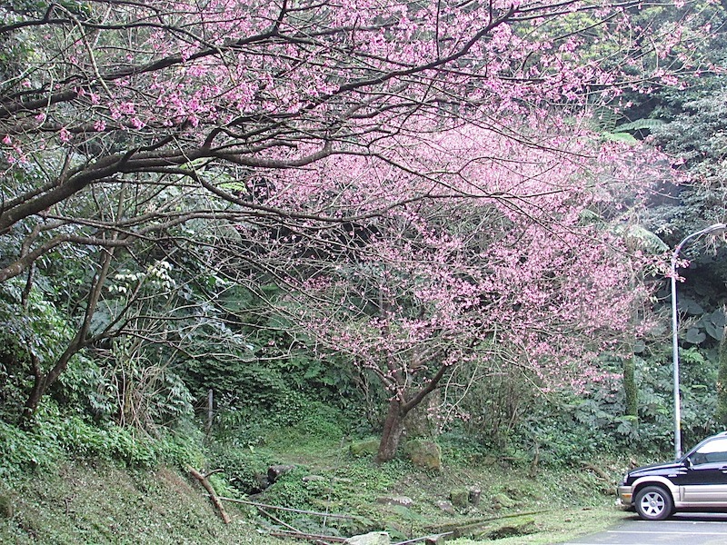 汐止大尖山100IMG_3354.JPG 汐止大尖山100IMG_3354.JPG
