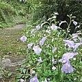 台北找茶園700IMG_4917.JPG