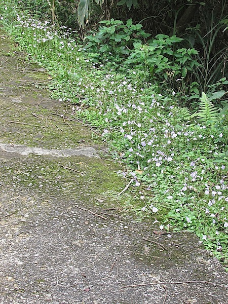 台北找茶園704IMG_4921.jpg