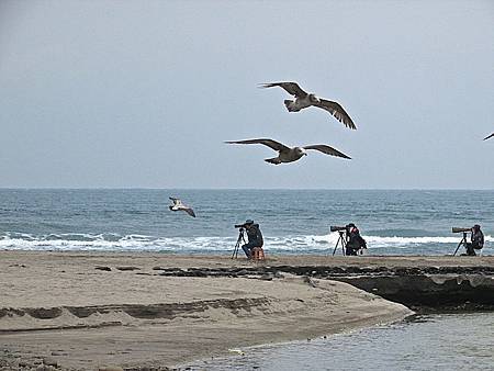 老梅黑尾鷗100IMG_6471.JPG 老梅黑尾鷗100IMG_6471.JPG