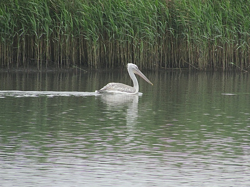 蘭陽溪口100IMG_4990.JPG