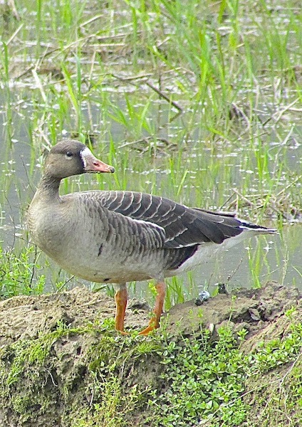 田寮洋201IMG_7410.JPG