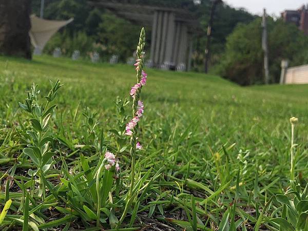 清明草01.jpg 清明草01.jpg