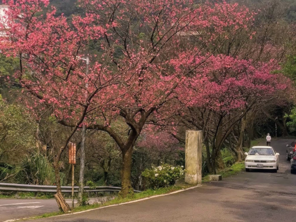 大尖山櫻花2020001.jpg 大尖山櫻花2020001.jpg