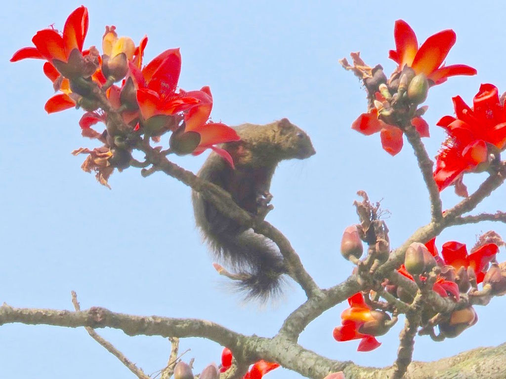 松鼠木棉花001.jpg