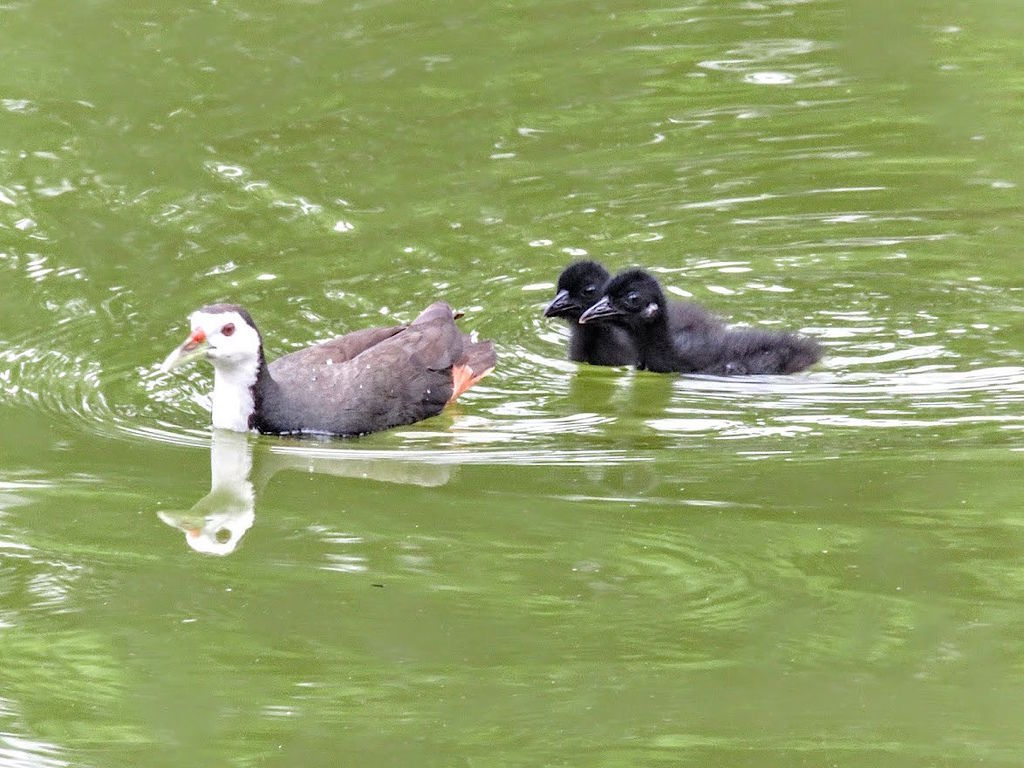 白腹秧雞001.jpg 白腹秧雞001.jpg