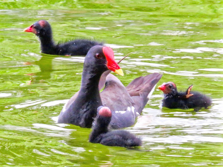 紅冠水雞001.jpg 紅冠水雞001.jpg