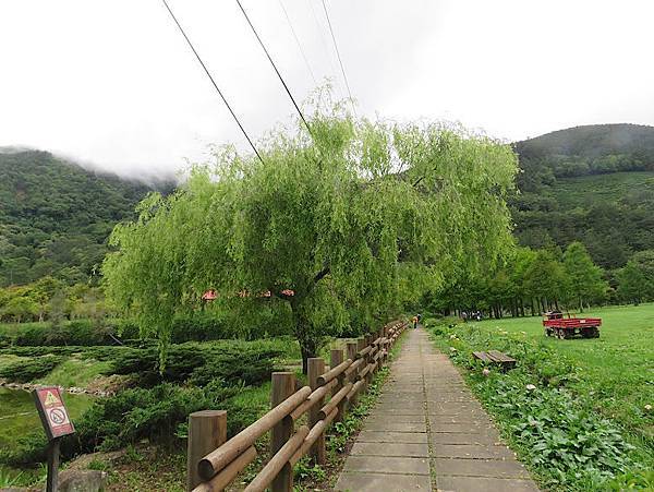 繡球花武陵農場012.jpg