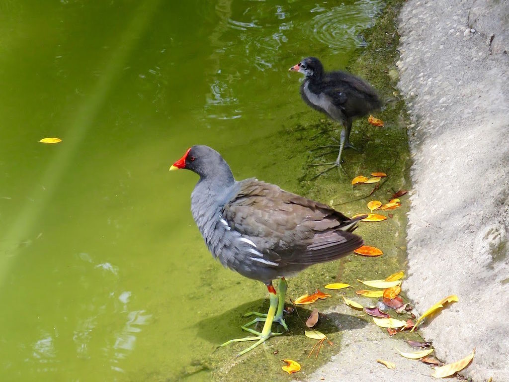 紅冠水雞624004.jpg 紅冠水雞624004.jpg
