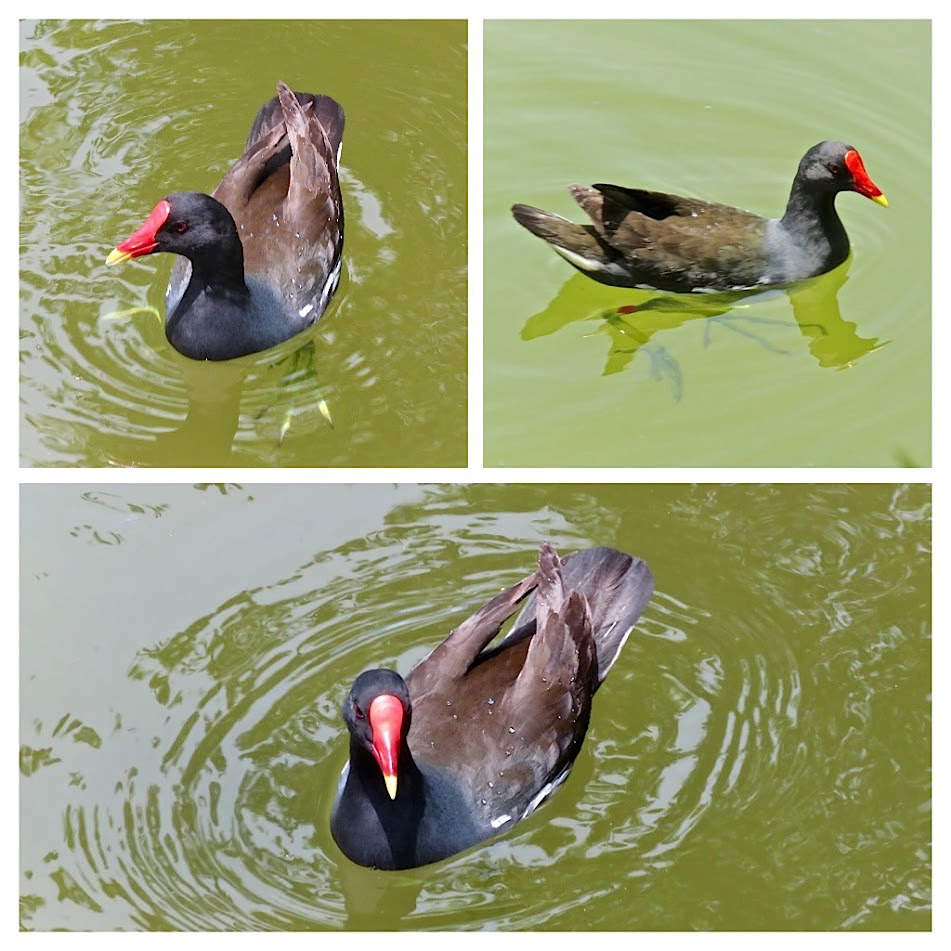 紅冠水雞624012.jpg 紅冠水雞624012.jpg