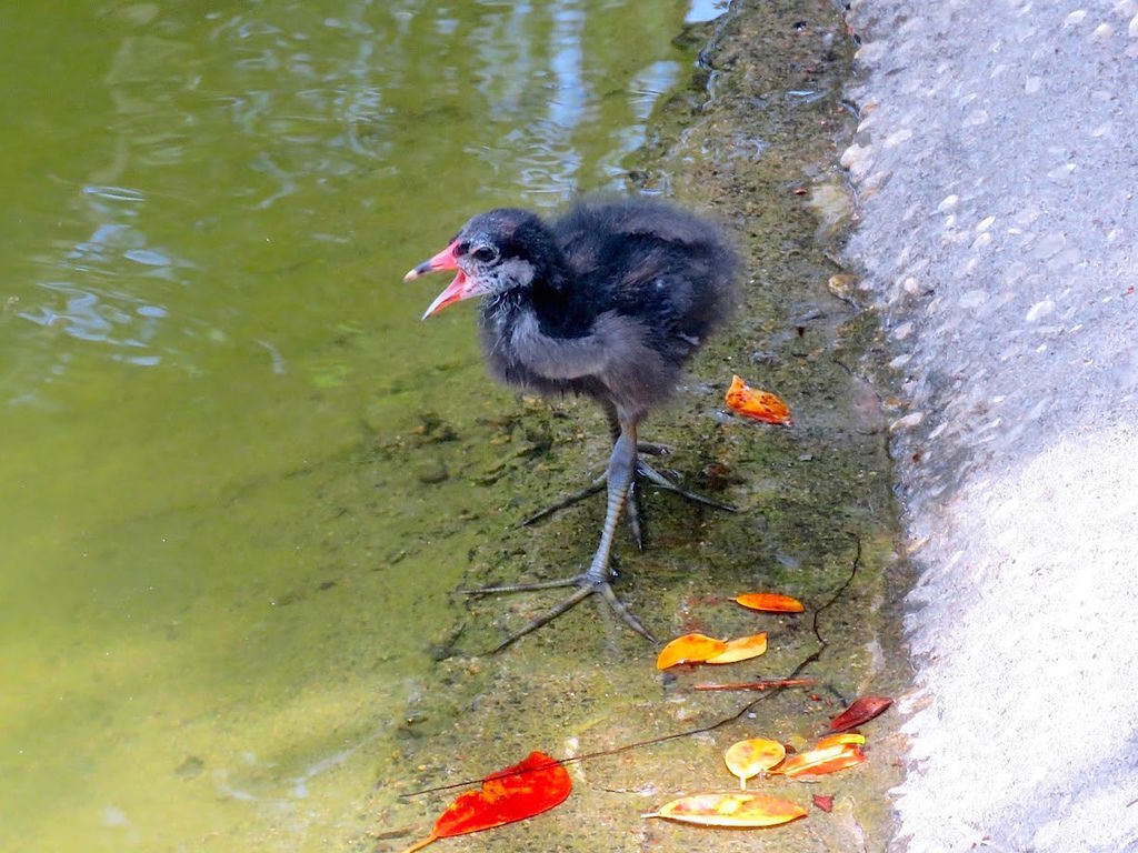 紅冠水雞624007.jpg 紅冠水雞624007.jpg