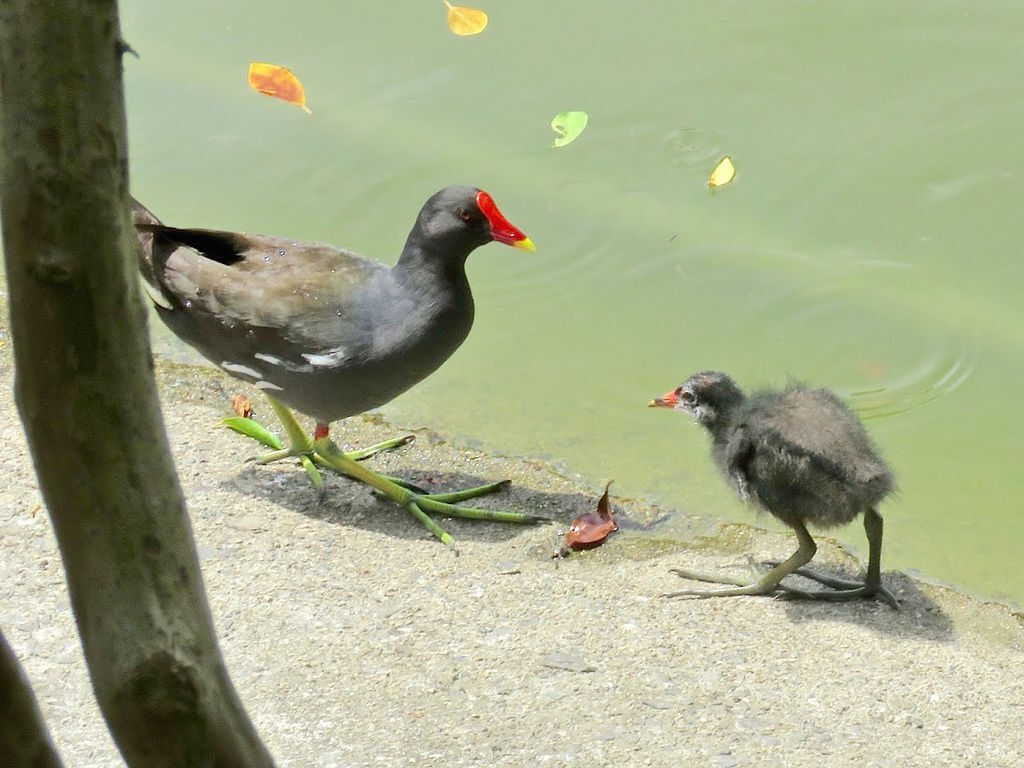 紅冠水雞624002.jpg 紅冠水雞624002.jpg