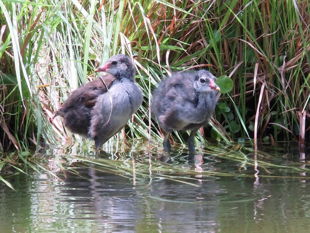 紅冠水雞624008.jpg 紅冠水雞624008.jpg