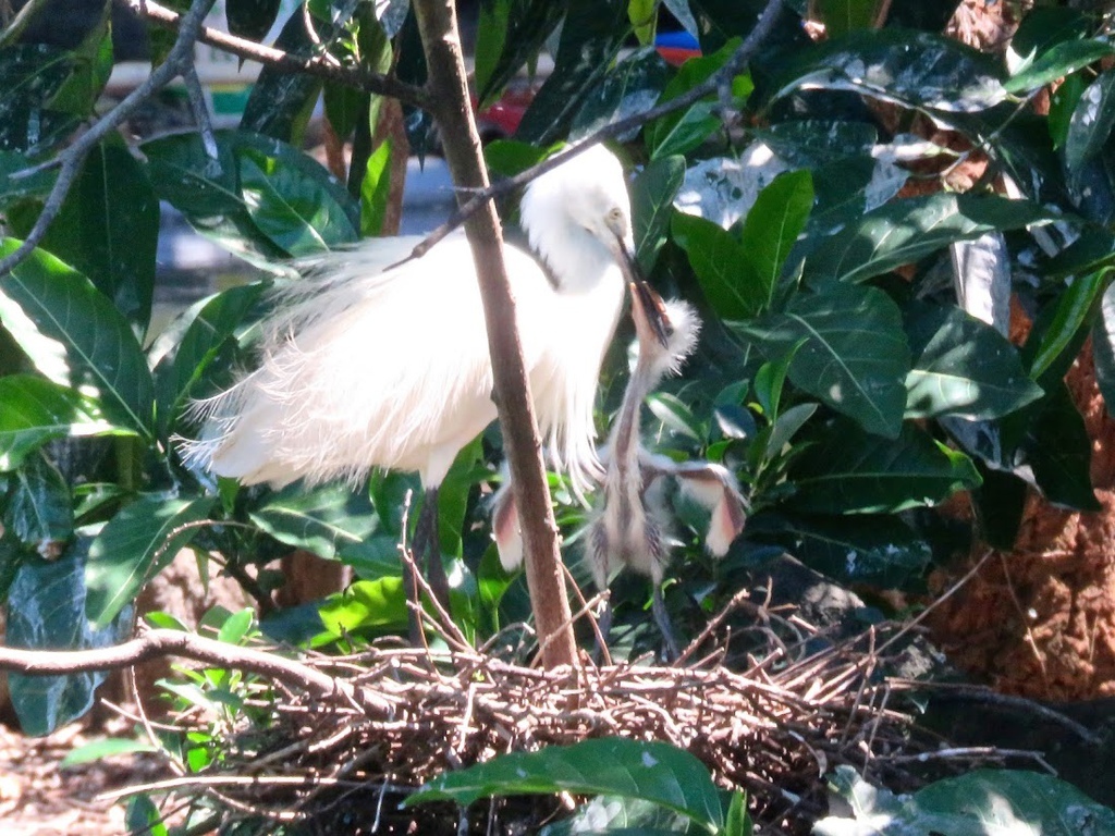 大安公園001.jpg 大安公園001.jpg