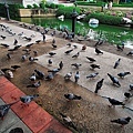 P1040359(手調) .jpg