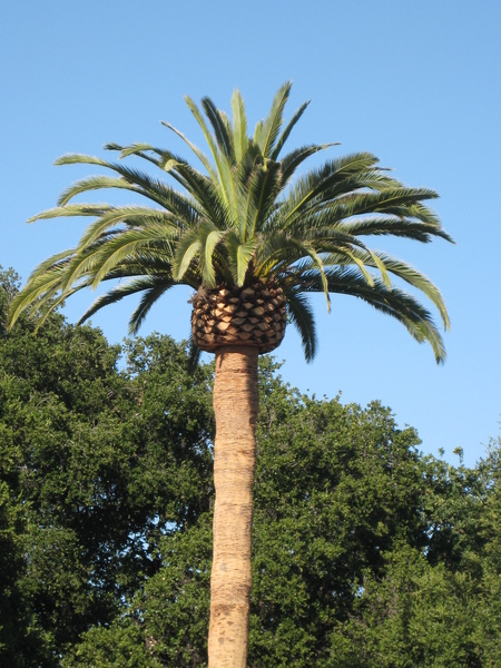 椰子樹也有新造型