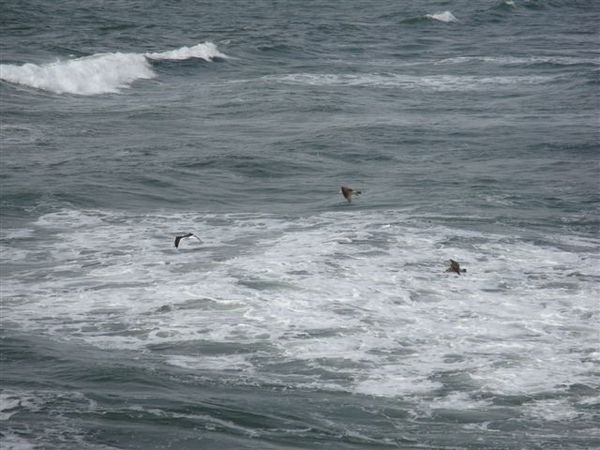 姜太公釣魚中