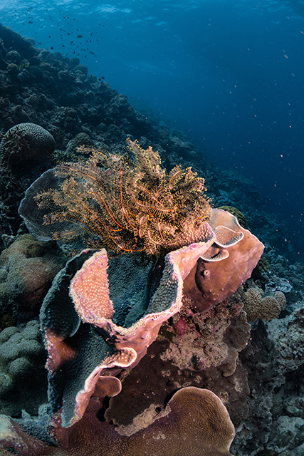 20190717_HOUSEREEF-22.jpg