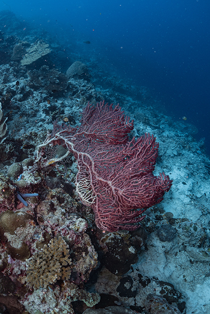 20190717_HOUSEREEF-29.jpg