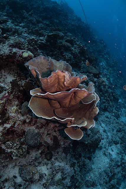 20190717_HOUSEREEF-35.jpg