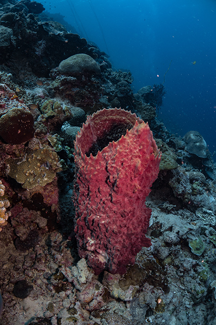 20190717_HOUSEREEF-33.jpg