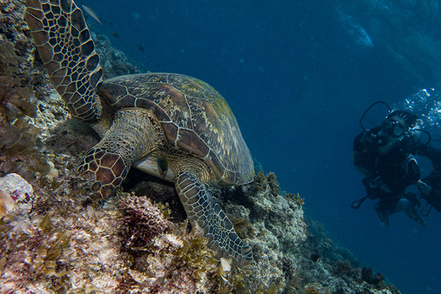 20190717_HOUSEREEF-81.jpg