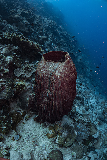 20190717_HOUSEREEF-10.jpg