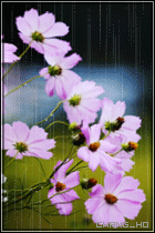 rain flower.jpg rain flower.jpg