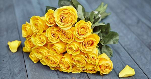 yellow rose