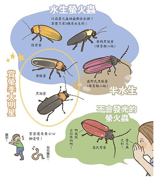 螢火蟲季來了!〡中部賞螢景點推薦