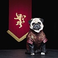 cute-pugs-game-of-thrones-pugs-of-westeros-3.jpg