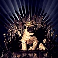 cute-pugs-game-of-thrones-pugs-of-westeros-5.jpg