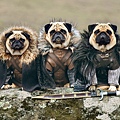 cute-pugs-game-of-thrones-pugs-of-westeros-1.jpg