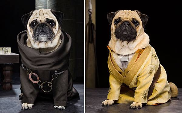 cute-pugs-game-of-thrones-pugs-of-westeros-6.jpg